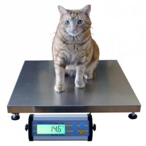 Purchase easy movement cats' weighing scales