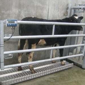3000kg minimum capacity livestock weighing scales