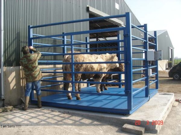 Heavy duty animal weighing scale User-friendly Uganda