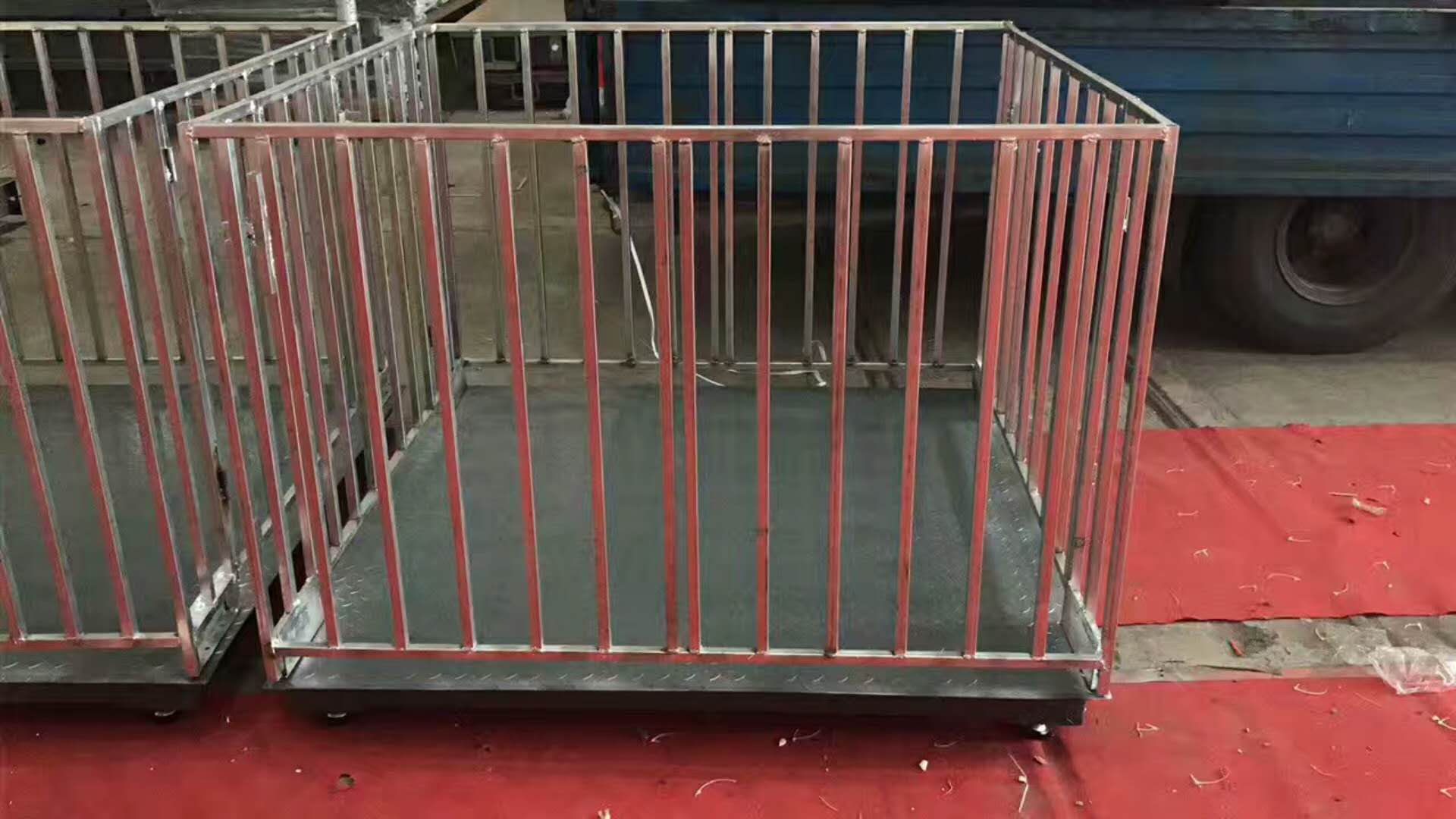 Goats sheep weighing scales