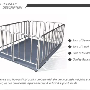 Digital animal scale weighing cattle