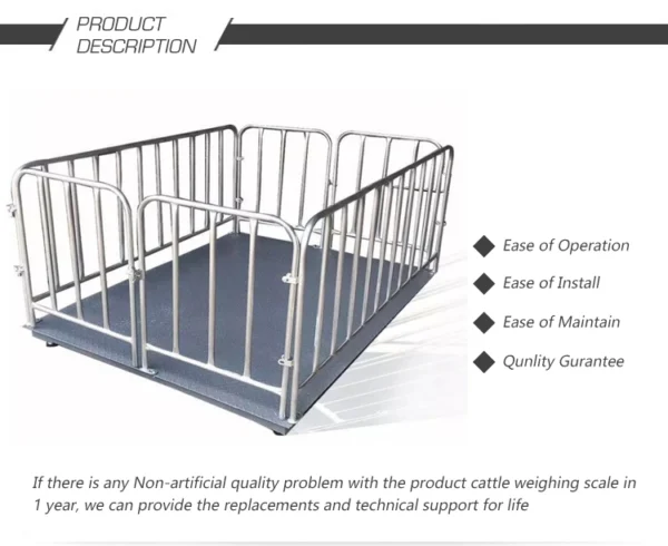 Digital animal scale weighing cattle