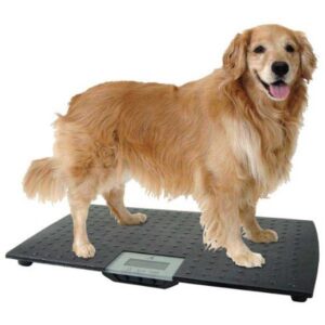 dogs' weighing scale with optional USB data transfer