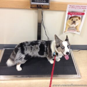 Veterinary weighing scales