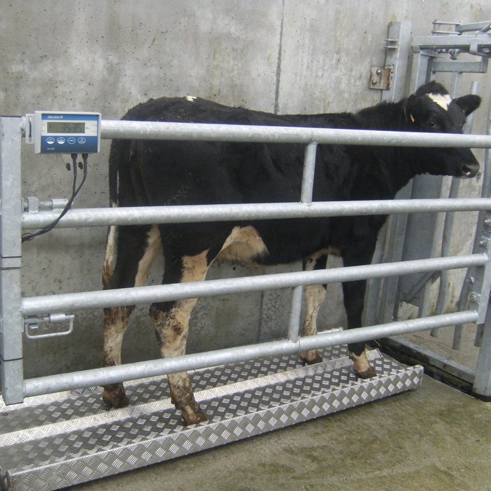 Sheep Horse Floor Scales