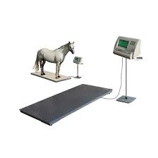 Commercial Digital Livestock Scales – Kampala