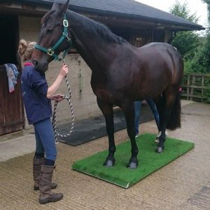 light duty animal weighing scale with battery life of 30 hours operating at affordable prices